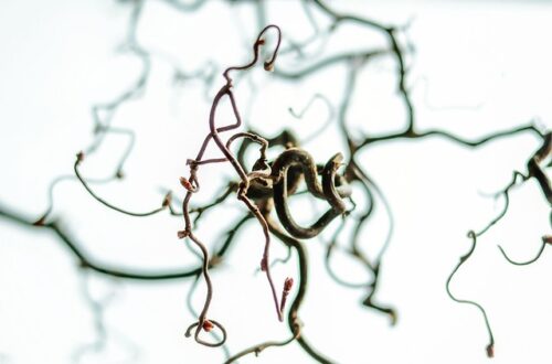 Hasselnøddens hemmeligheder: Fra skovbund til superfood