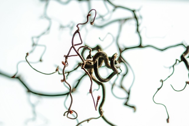 Hasselnøddens hemmeligheder: Fra skovbund til superfood